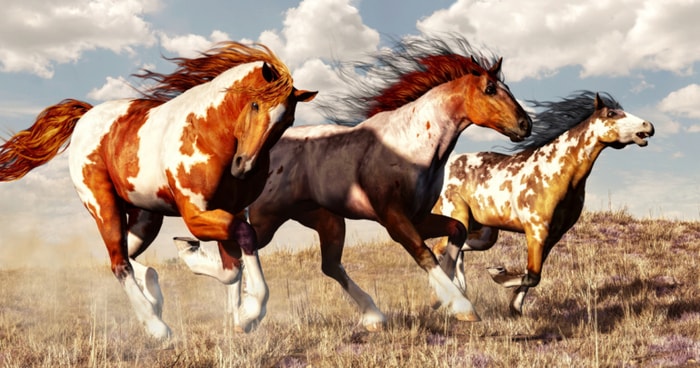 American Horse Breeds - What Horse Breeds Originated In America